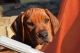 predam-steniatko-rodezsky-ridzbek-rhodesian-ridgeback