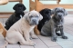 predam-steniatka-cane-corso-s-pp-rodinny-odchov