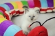 ragdoll-kittens-available-for-christmas-201